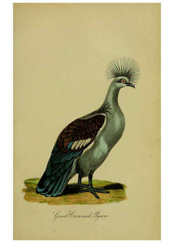 Reproducción/Reproduction 6442800543: A treatise on the art of breeding and managing tame, domesticated, foreign, and fancy pigeons London,The author,1858