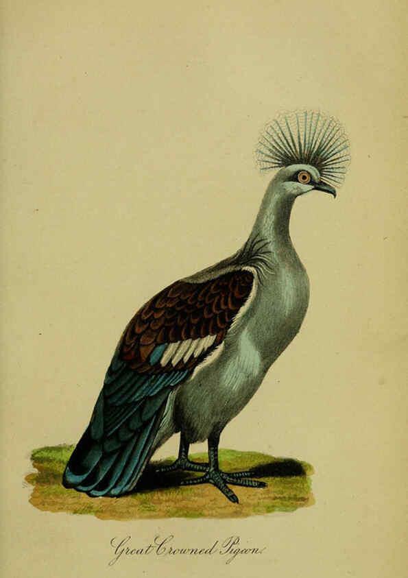 Reproducción/Reproduction 6442800543: A treatise on the art of breeding and managing tame, domesticated, foreign, and fancy pigeons London,The author,1858