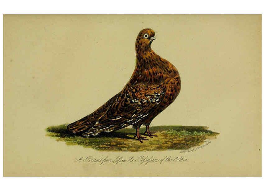 Reproducción/Reproduction 6442800967: A treatise on the art of breeding and managing tame, domesticated, foreign, and fancy pigeons London,The author,1858