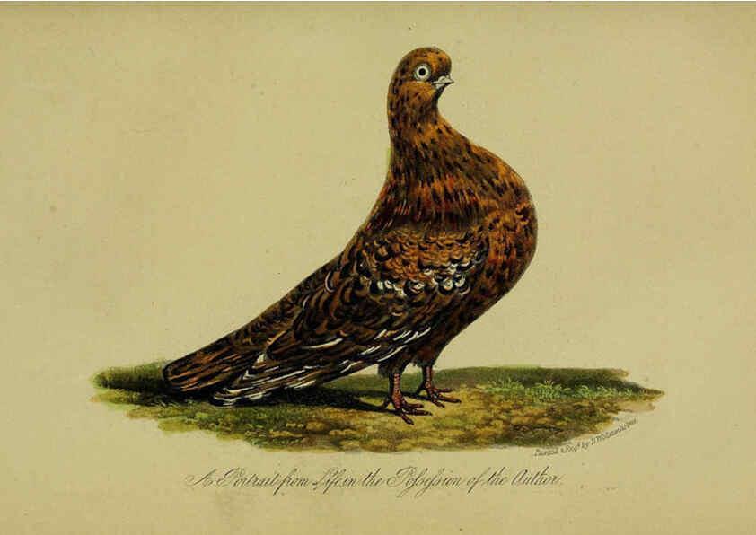 Reproducción/Reproduction 6442800967: A treatise on the art of breeding and managing tame, domesticated, foreign, and fancy pigeons London,The author,1858