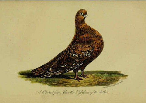 Reproducción/Reproduction 6442800967: A treatise on the art of breeding and managing tame, domesticated, foreign, and fancy pigeons London,The author,1858