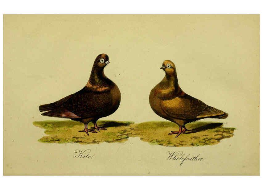 Reproducción/Reproduction 6442801233: A treatise on the art of breeding and managing tame, domesticated, foreign, and fancy pigeons London,The author,1858