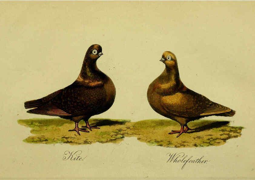 Reproducción/Reproduction 6442801233: A treatise on the art of breeding and managing tame, domesticated, foreign, and fancy pigeons London,The author,1858