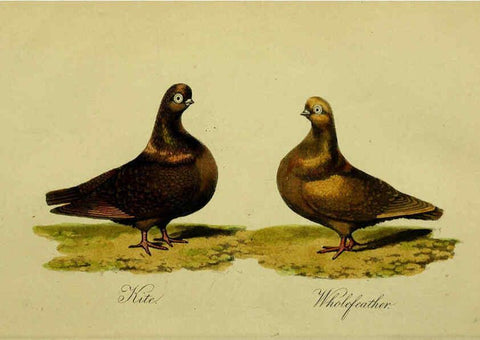 Reproducción/Reproduction 6442801233: A treatise on the art of breeding and managing tame, domesticated, foreign, and fancy pigeons London,The author,1858