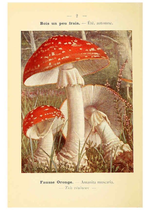 Reproducción/Reproduction 6459621865: Nouvel atlas de poche des champignons comestibles et vénéneux. v.1. Paris,Léon Lhome,1911-1912