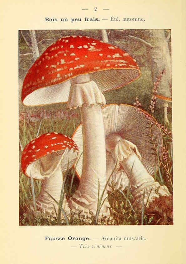 Reproducción/Reproduction 6459621865: Nouvel atlas de poche des champignons comestibles et vénéneux. v.1. Paris,Léon Lhome,1911-1912