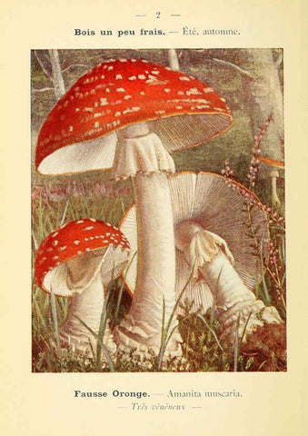 Reproducción/Reproduction 6459621865: Nouvel atlas de poche des champignons comestibles et vénéneux. v.1. Paris,Léon Lhome,1911-1912