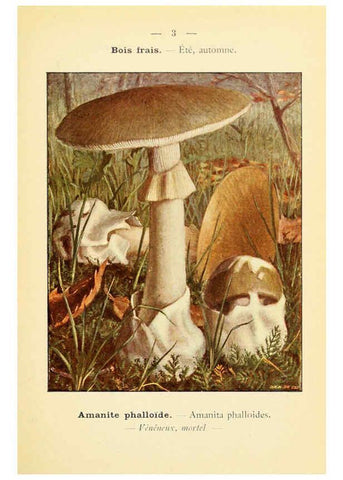 Reproducción/Reproduction 6459622393: Nouvel atlas de poche des champignons comestibles et vénéneux. v.1. Paris,Léon Lhome,1911-1912