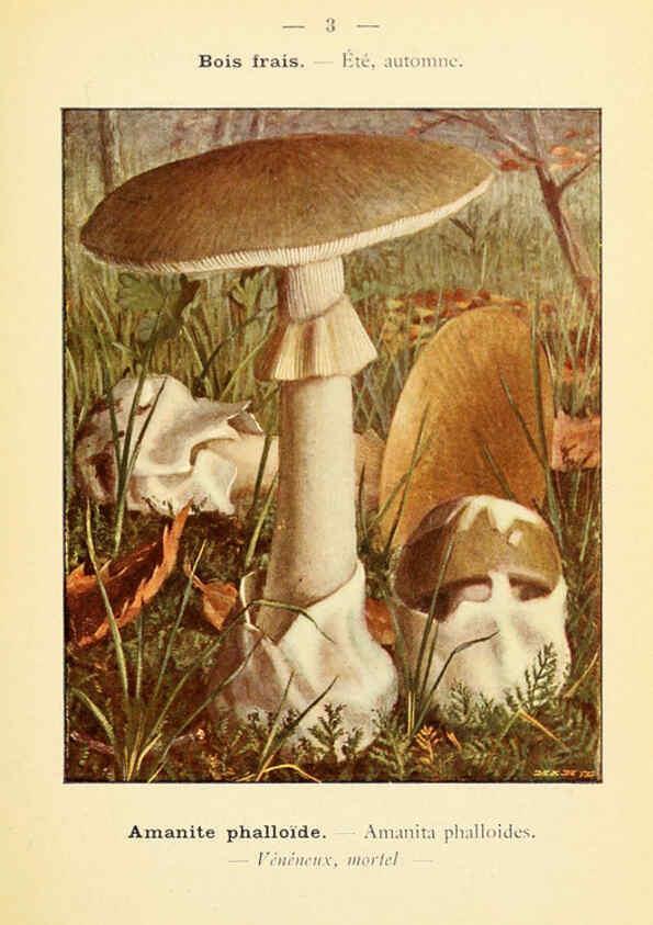 Reproducción/Reproduction 6459622393: Nouvel atlas de poche des champignons comestibles et vénéneux. v.1. Paris,Léon Lhome,1911-1912