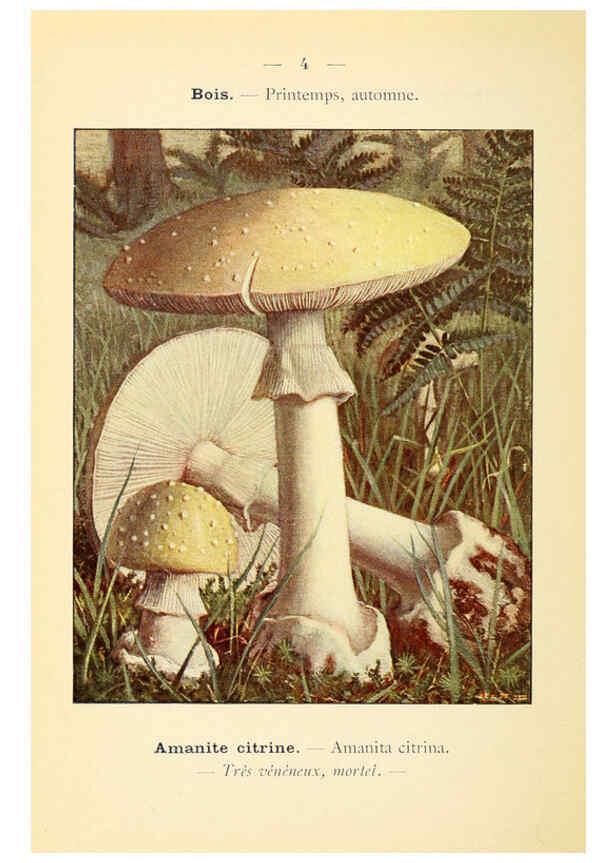 Reproducción/Reproduction 6459623327: Nouvel atlas de poche des champignons comestibles et vénéneux. v.1. Paris,Léon Lhome,1911-1912