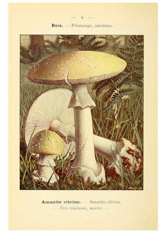 Reproducción/Reproduction 6459623327: Nouvel atlas de poche des champignons comestibles et vénéneux. v.1. Paris,Léon Lhome,1911-1912
