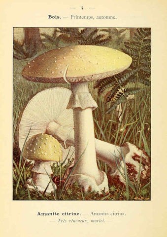 Reproducción/Reproduction 6459623327: Nouvel atlas de poche des champignons comestibles et vénéneux. v.1. Paris,Léon Lhome,1911-1912