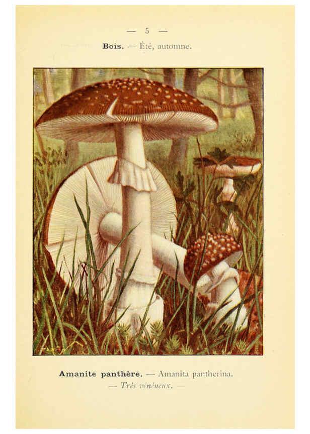 Reproducción/Reproduction 6459623827: Nouvel atlas de poche des champignons comestibles et vénéneux. v.1. Paris,Léon Lhome,1911-1912