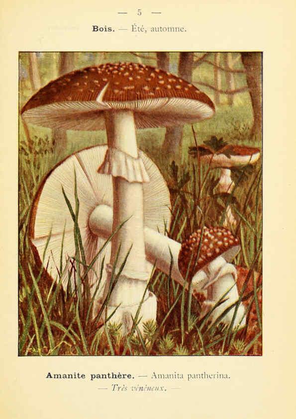 Reproducción/Reproduction 6459623827: Nouvel atlas de poche des champignons comestibles et vénéneux. v.1. Paris,Léon Lhome,1911-1912
