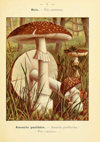 Reproducción/Reproduction 6459623827: Nouvel atlas de poche des champignons comestibles et vénéneux. v.1. Paris,Léon Lhome,1911-1912