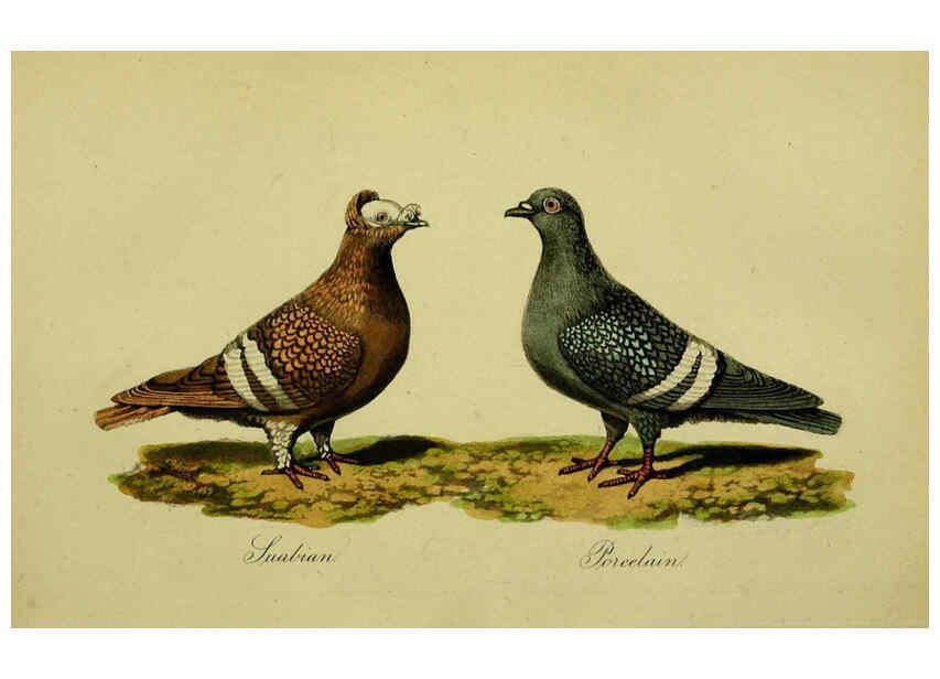 Reproducción/Reproduction 6442799845: A treatise on the art of breeding and managing tame, domesticated, foreign, and fancy pigeons London,The author,1858