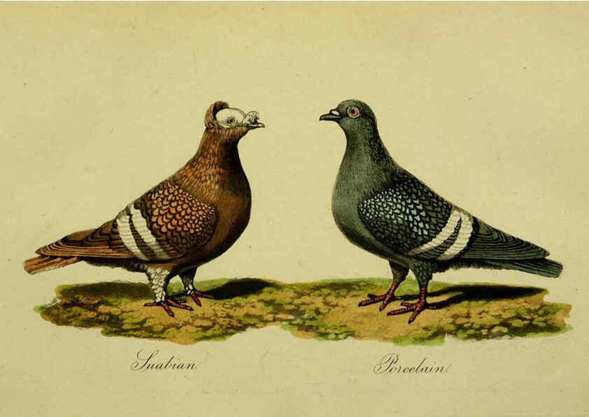 Reproducción/Reproduction 6442799845: A treatise on the art of breeding and managing tame, domesticated, foreign, and fancy pigeons London,The author,1858