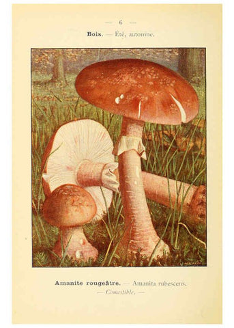 Reproducción/Reproduction 6459624199: Nouvel atlas de poche des champignons comestibles et vénéneux. v.1. Paris,Léon Lhome,1911-1912