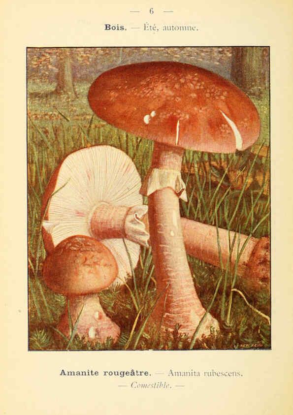 Reproducción/Reproduction 6459624199: Nouvel atlas de poche des champignons comestibles et vénéneux. v.1. Paris,Léon Lhome,1911-1912
