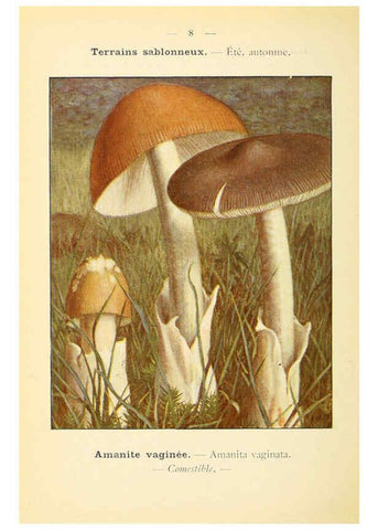 Reproducción/Reproduction 6459624997: Nouvel atlas de poche des champignons comestibles et vénéneux. v.1. Paris,Léon Lhome,1911-1912