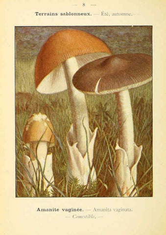 Reproducción/Reproduction 6459624997: Nouvel atlas de poche des champignons comestibles et vénéneux. v.1. Paris,Léon Lhome,1911-1912