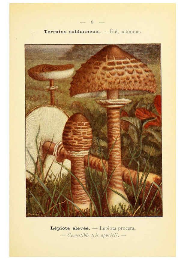 Reproducción/Reproduction 6459625509: Nouvel atlas de poche des champignons comestibles et vénéneux. v.1. Paris,Léon Lhome,1911-1912