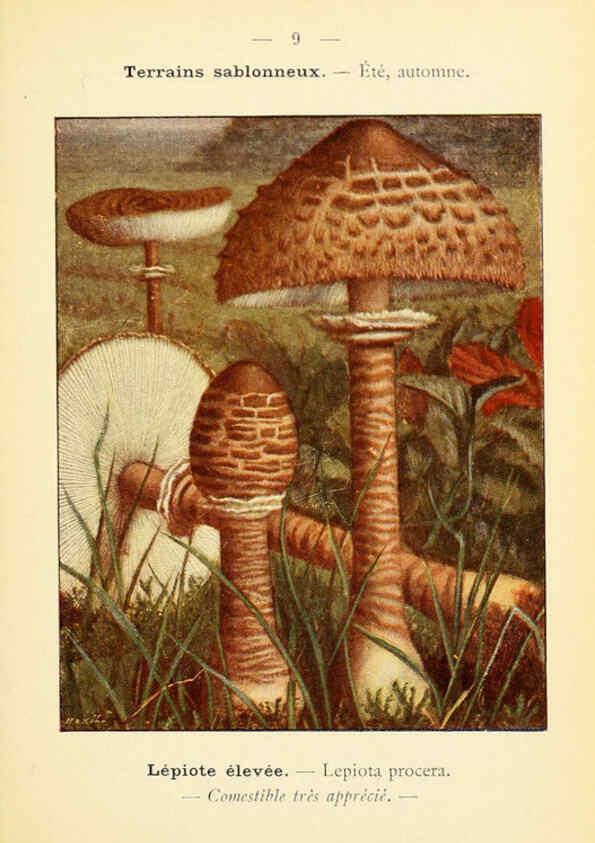 Reproducción/Reproduction 6459625509: Nouvel atlas de poche des champignons comestibles et vénéneux. v.1. Paris,Léon Lhome,1911-1912