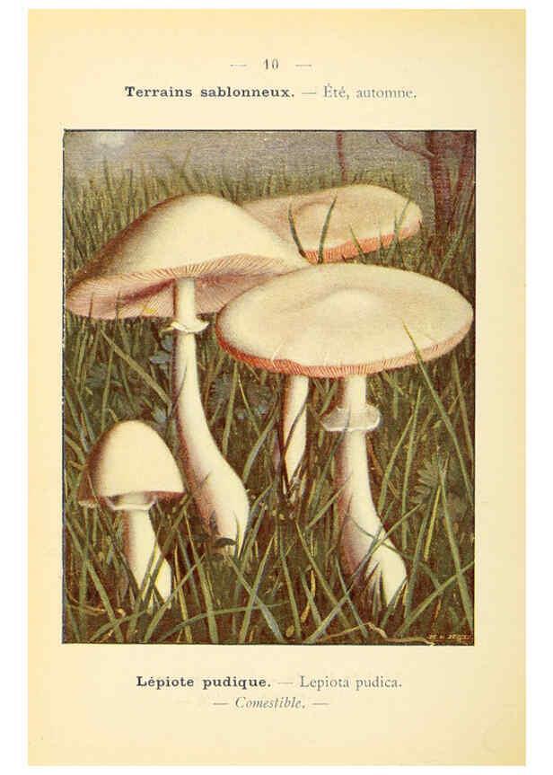 Reproducción/Reproduction 6459625949: Nouvel atlas de poche des champignons comestibles et vénéneux. v.1. Paris,Léon Lhome,1911-1912