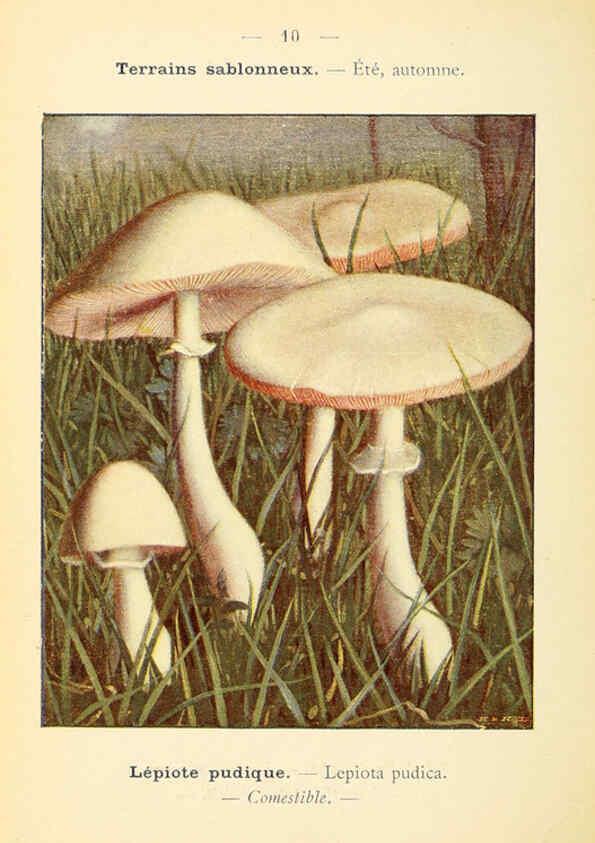 Reproducción/Reproduction 6459625949: Nouvel atlas de poche des champignons comestibles et vénéneux. v.1. Paris,Léon Lhome,1911-1912