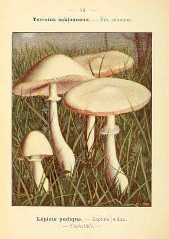 Reproducción/Reproduction 6459625949: Nouvel atlas de poche des champignons comestibles et vénéneux. v.1. Paris,Léon Lhome,1911-1912