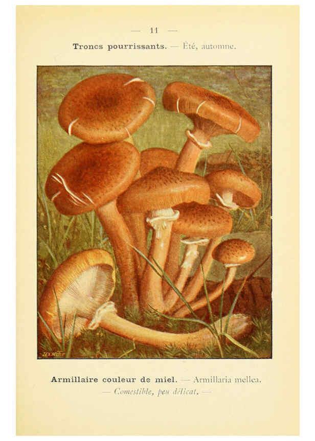 Reproducción/Reproduction 6459626477: Nouvel atlas de poche des champignons comestibles et vénéneux. v.1. Paris,Léon Lhome,1911-1912