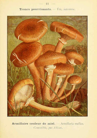 Reproducción/Reproduction 6459626477: Nouvel atlas de poche des champignons comestibles et vénéneux. v.1. Paris,Léon Lhome,1911-1912