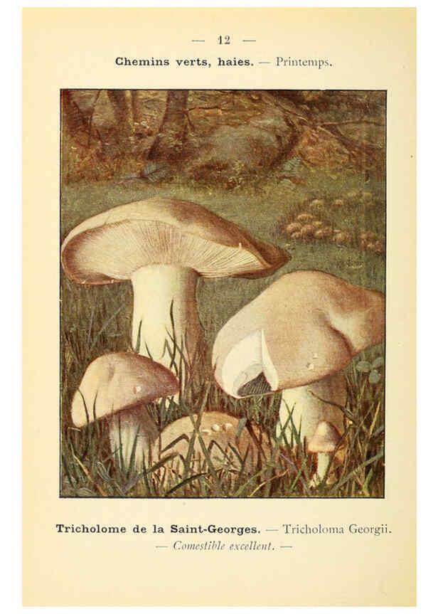 Reproducción/Reproduction 6459627035: Nouvel atlas de poche des champignons comestibles et vénéneux. v.1. Paris,Léon Lhome,1911-1912