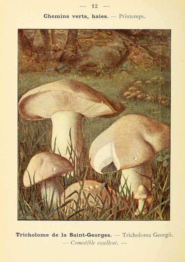 Reproducción/Reproduction 6459627035: Nouvel atlas de poche des champignons comestibles et vénéneux. v.1. Paris,Léon Lhome,1911-1912
