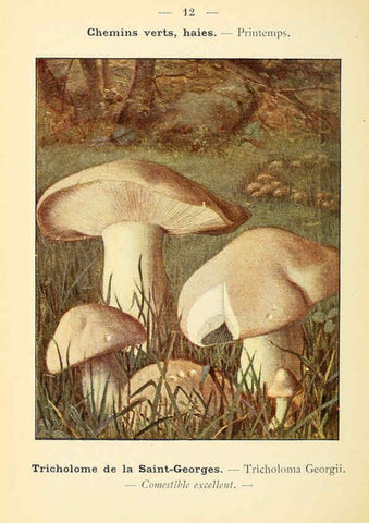 Reproducción/Reproduction 6459627035: Nouvel atlas de poche des champignons comestibles et vénéneux. v.1. Paris,Léon Lhome,1911-1912