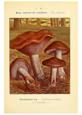 Reproducción/Reproduction 6459627511: Nouvel atlas de poche des champignons comestibles et vénéneux. v.1. Paris,Léon Lhome,1911-1912