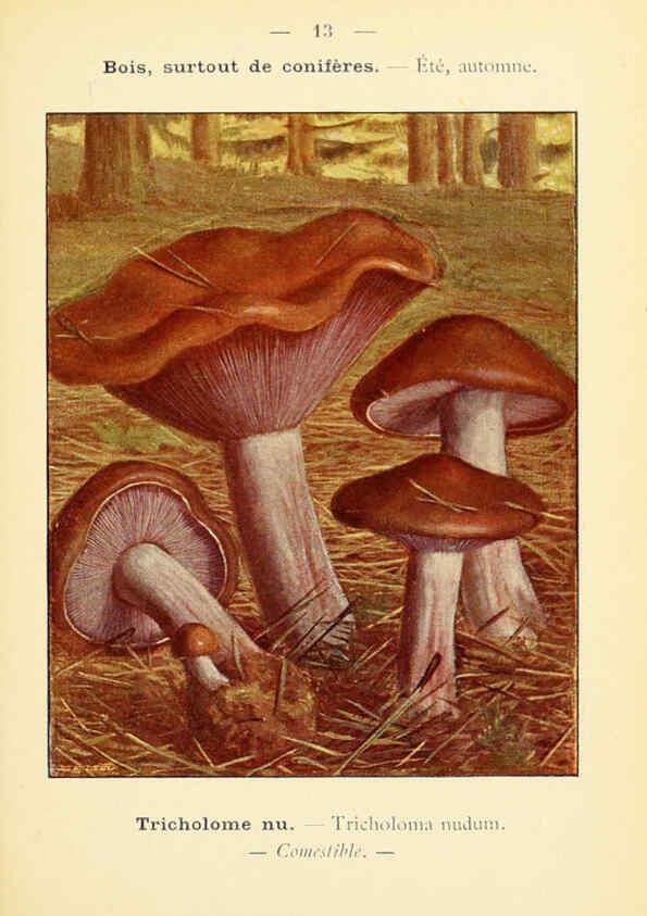 Reproducción/Reproduction 6459627511: Nouvel atlas de poche des champignons comestibles et vénéneux. v.1. Paris,Léon Lhome,1911-1912