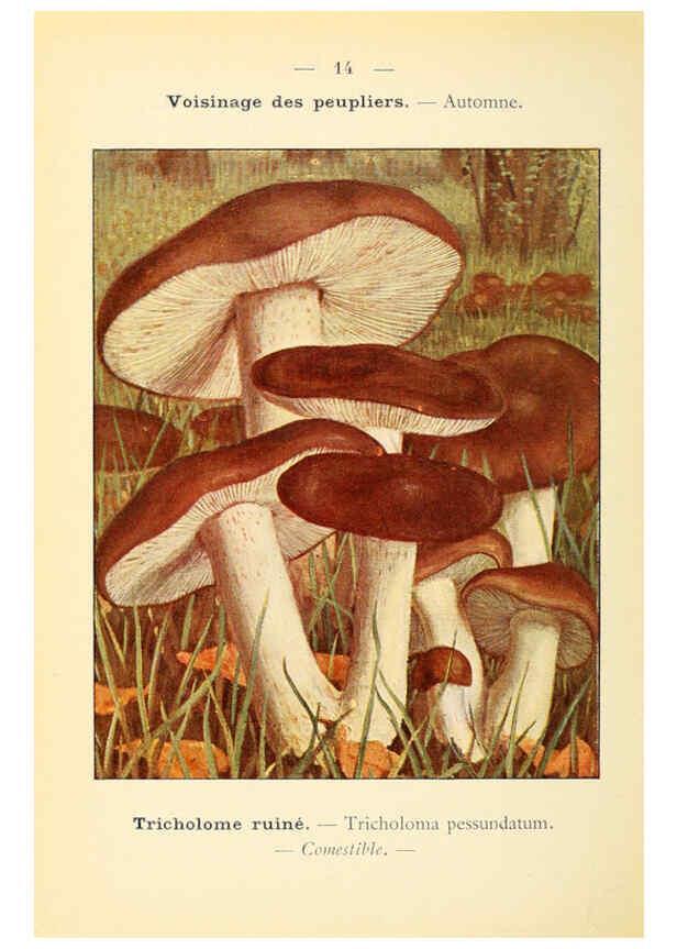 Reproducción/Reproduction 6459627879: Nouvel atlas de poche des champignons comestibles et vénéneux. v.1. Paris,Léon Lhome,1911-1912