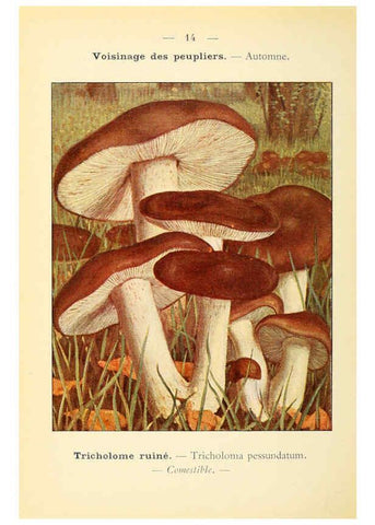 Reproducción/Reproduction 6459627879: Nouvel atlas de poche des champignons comestibles et vénéneux. v.1. Paris,Léon Lhome,1911-1912