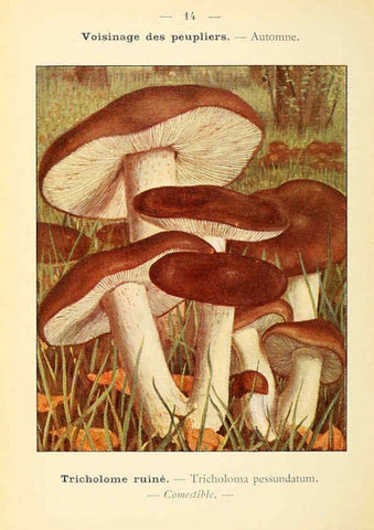 Reproducción/Reproduction 6459627879: Nouvel atlas de poche des champignons comestibles et vénéneux. v.1. Paris,Léon Lhome,1911-1912