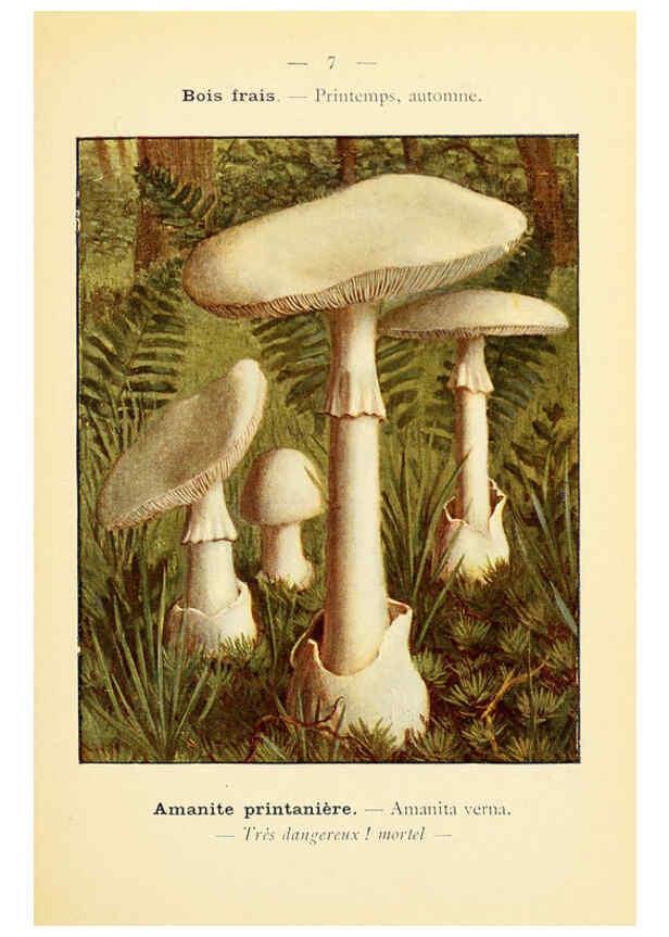 Reproducción/Reproduction 6459624581: Nouvel atlas de poche des champignons comestibles et vénéneux. v.1. Paris,Léon Lhome,1911-1912