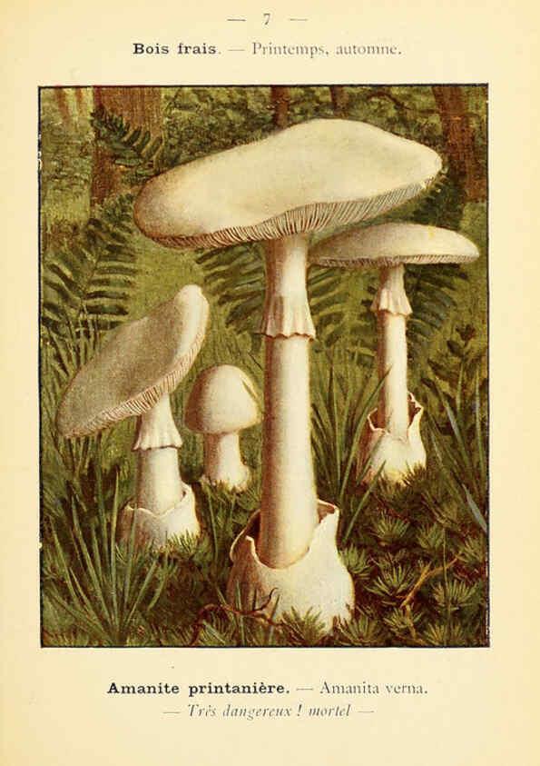 Reproducción/Reproduction 6459624581: Nouvel atlas de poche des champignons comestibles et vénéneux. v.1. Paris,Léon Lhome,1911-1912
