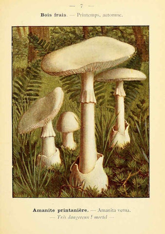 Reproducción/Reproduction 6459624581: Nouvel atlas de poche des champignons comestibles et vénéneux. v.1. Paris,Léon Lhome,1911-1912