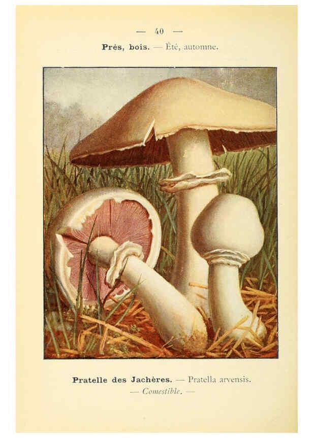 Reproducción/Reproduction 6459641679: Nouvel atlas de poche des champignons comestibles et vénéneux. v.1. Paris,Léon Lhome,1911-1912