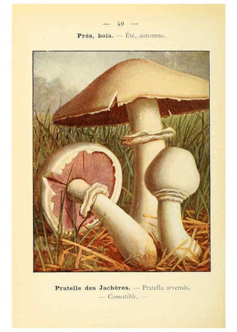 Reproducción/Reproduction 6459641679: Nouvel atlas de poche des champignons comestibles et vénéneux. v.1. Paris,Léon Lhome,1911-1912