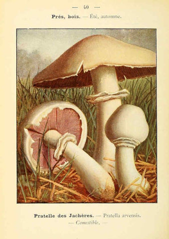 Reproducción/Reproduction 6459641679: Nouvel atlas de poche des champignons comestibles et vénéneux. v.1. Paris,Léon Lhome,1911-1912