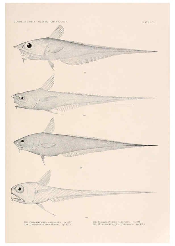 Reproducción/Reproduction 6441806433: Oceanic ichthyology. v.22 atlas. Cambridge, U.S.A. :Printed for the Museum,1896