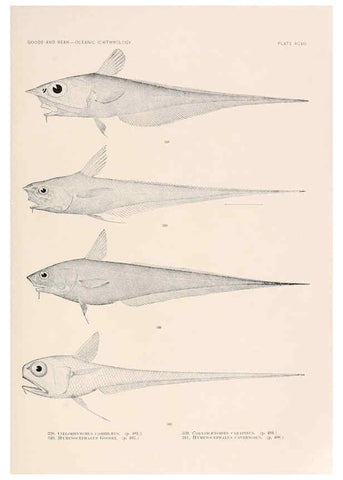 Reproducción/Reproduction 6441806433: Oceanic ichthyology. v.22 atlas. Cambridge, U.S.A. :Printed for the Museum,1896