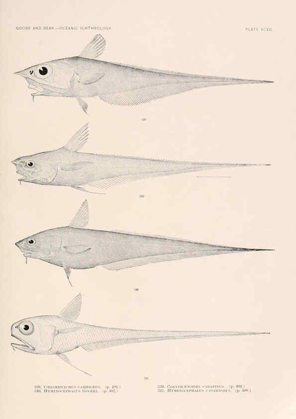 Reproducción/Reproduction 6441806433: Oceanic ichthyology. v.22 atlas. Cambridge, U.S.A. :Printed for the Museum,1896