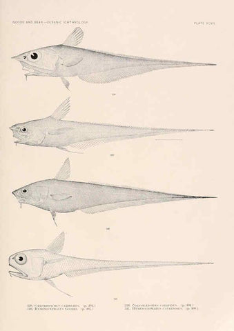 Reproducción/Reproduction 6441806433: Oceanic ichthyology. v.22 atlas. Cambridge, U.S.A. :Printed for the Museum,1896